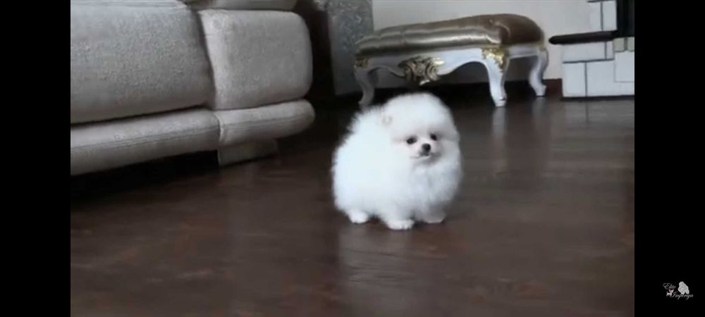 Міні міні  білий шпіц