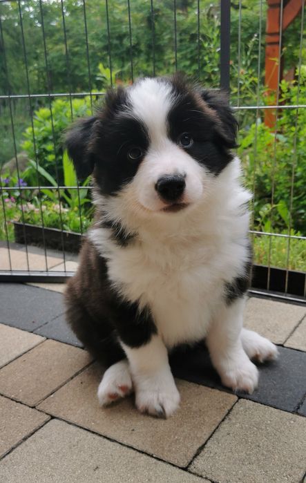 Border Collie ZKwP - Rodowód FCI