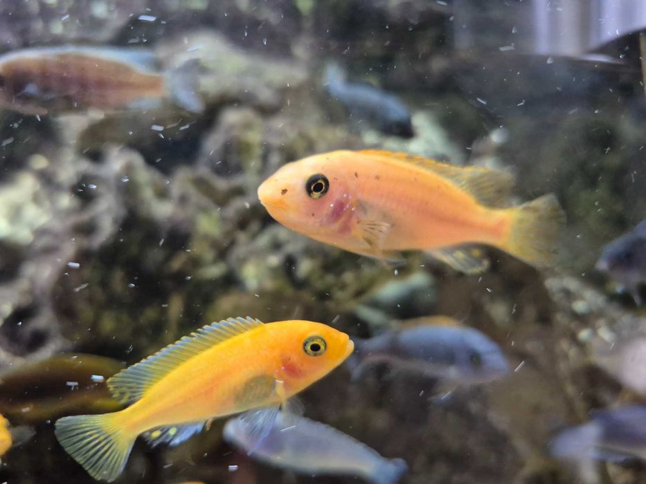 Pyszczak wysmukły Labeotropheus trewavasae Thumbi West, para, samica po pierwszej inkubacji, pyszczaki, Malawi
