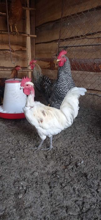 Sprzedam Koguty mieszane