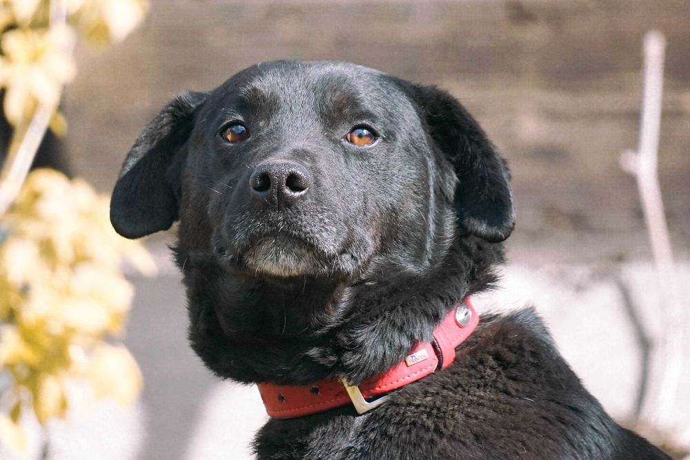 Krzyś - niewielki, łagodny piesek