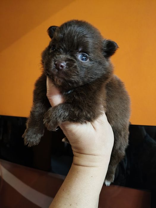 Lulu da Pomerânia
