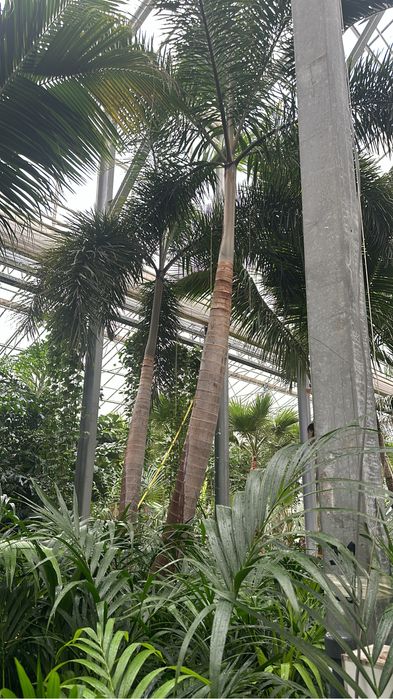 Plantas Ornamentais- Exemplares