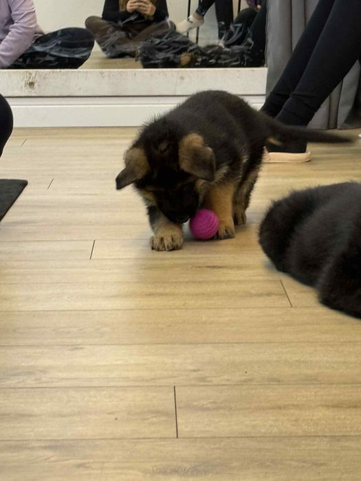 Owczarek Niemiecki suczka JAMAJKA