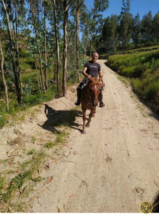 Cavalo Alazão Muito Manso (9 Anos)
