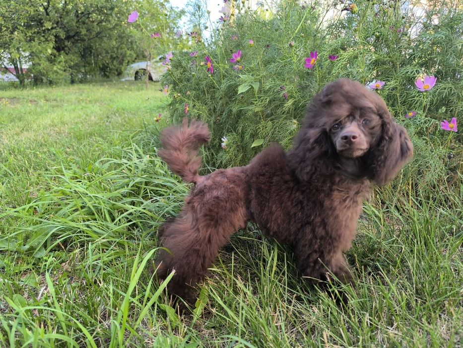 Пудель шоколадный той КСУ