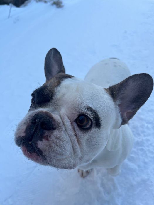 Шукаю сім'ю французький бульдог