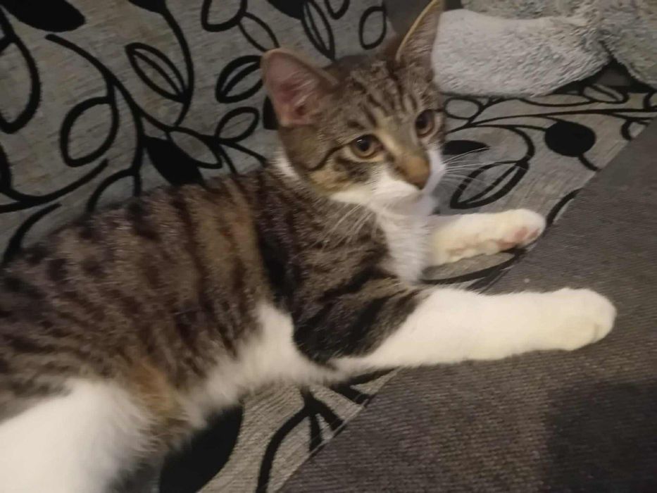 Bury kocurek szuka swojego człowieka