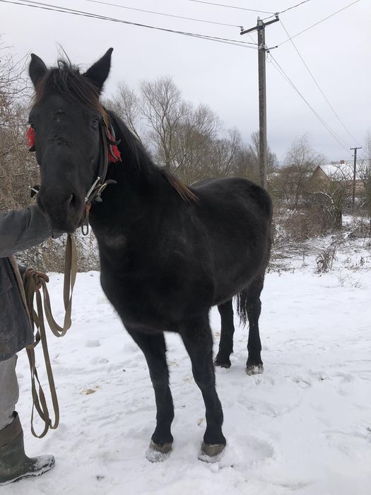 Продається кобила!