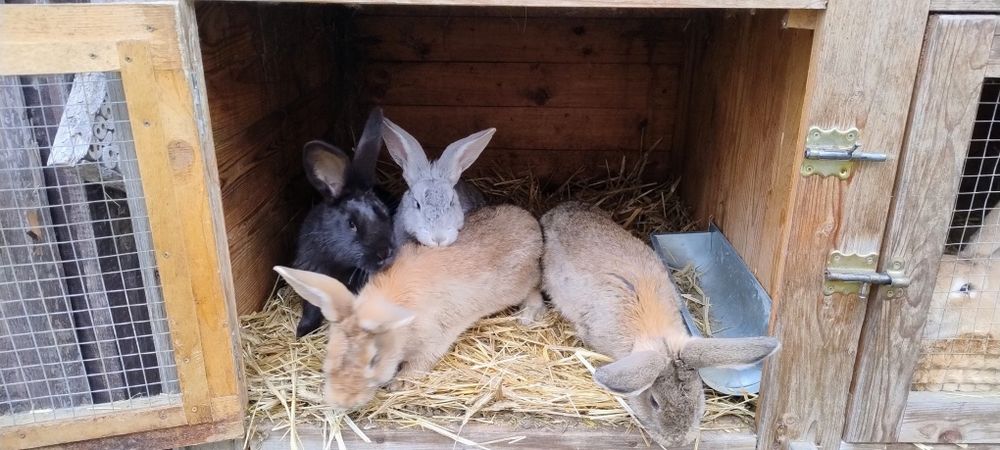 Sprzedam króliki mieszańce