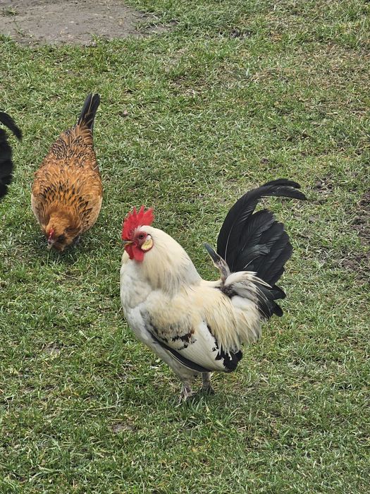 Sprzedam koguciki liliputki