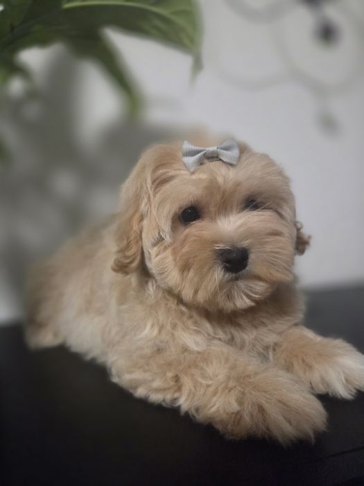 Maltipoo chłopiec do odbioru!