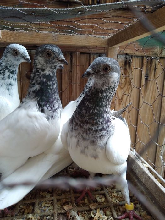 Sprzedam gołębie budapeszty