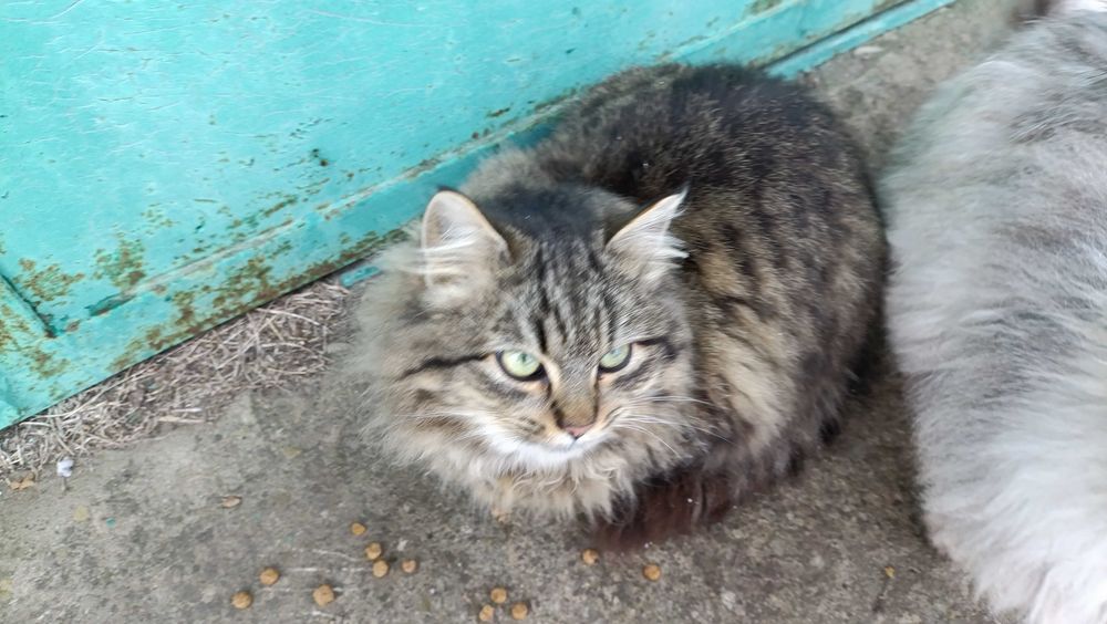 Тигрова кішечка шукає дім, стерилізована