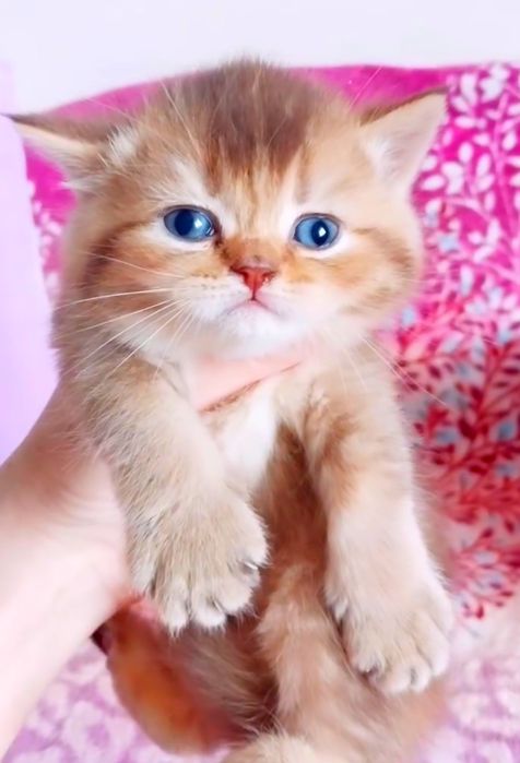 Золотой медвежонок мальчик шиншиллка