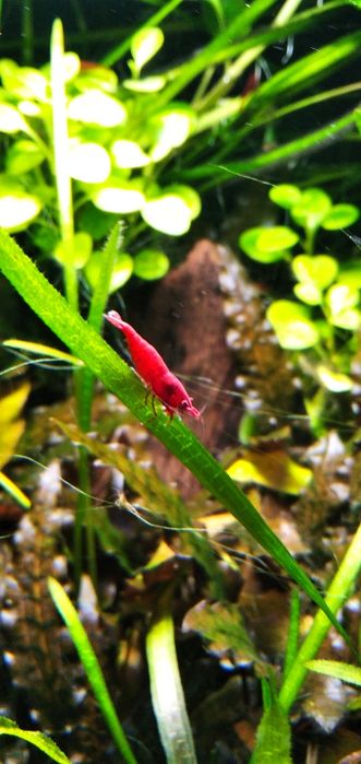Krewetki red cherry dostawa gratis