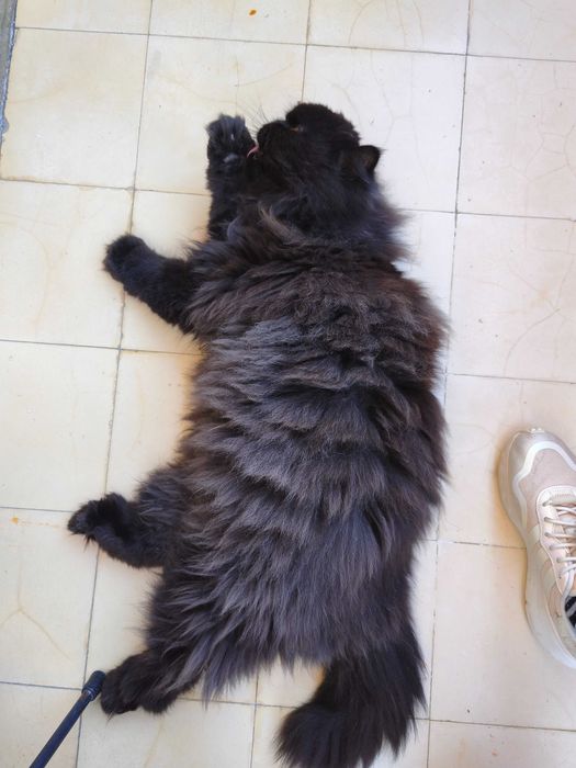 Gato persa para adoção responsável