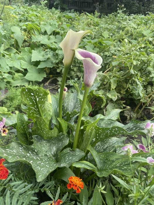 Калла багаторічна рослина