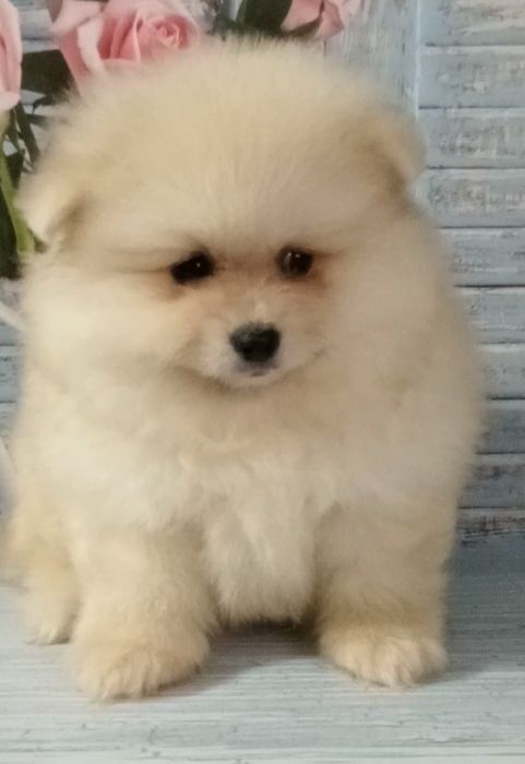 Дивовижний пухнастик