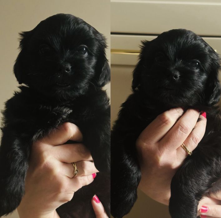 Szczeniaki shih-tzu mieszane z kundelkiem