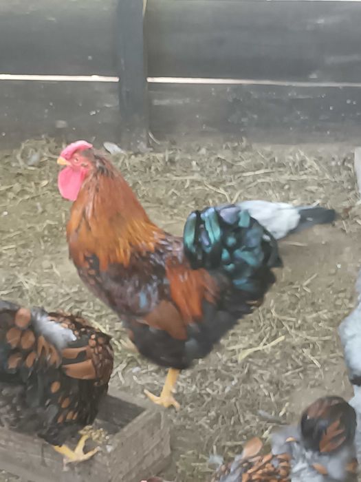 Galo lindissimo raca bramha