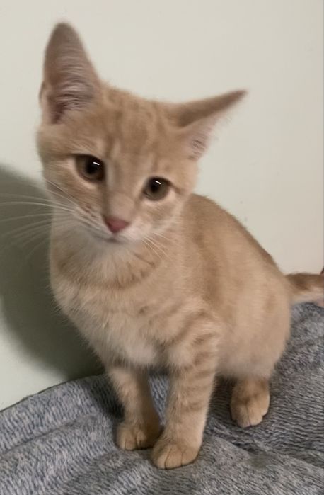 Прилаштовується у добрі ручки !