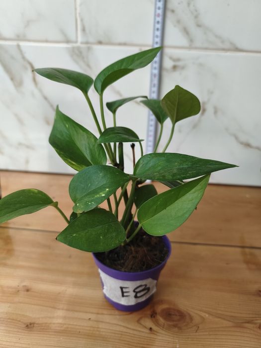 Lote de plantas baby