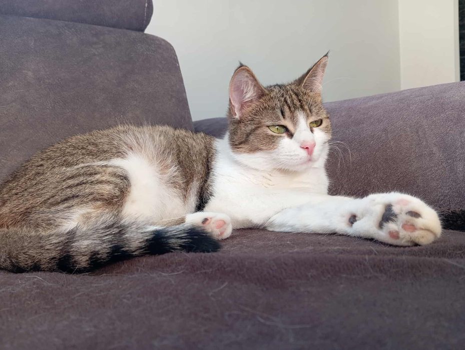 Młoda koteczka potrzebuje domu