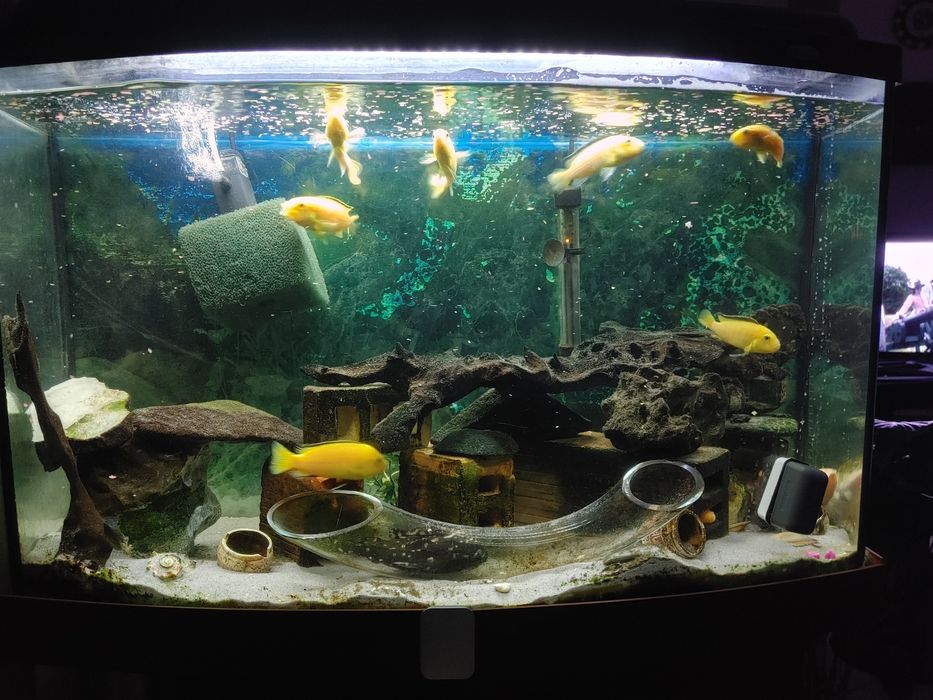 Sprzedam akwarium ze wszystkim