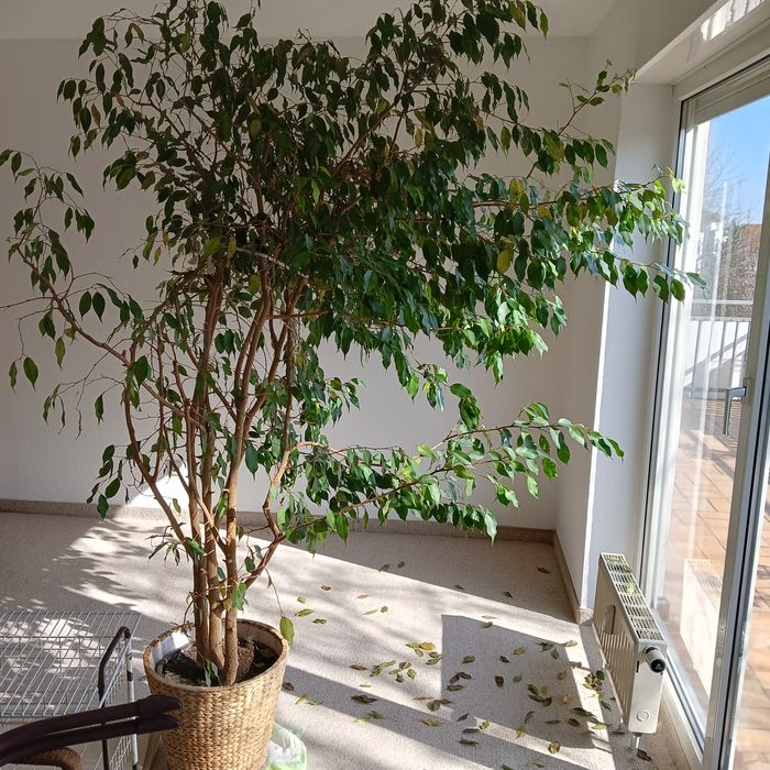 Ficus Benjamin , Duży Kwiat