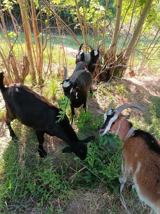 Продам кози молочної лінії