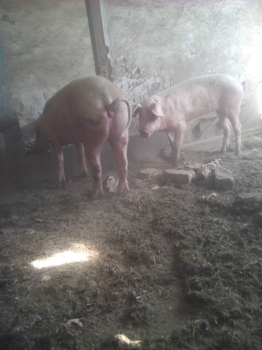 Продам машак и кабана