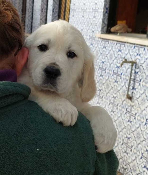 Golden retriever com lop e afixo