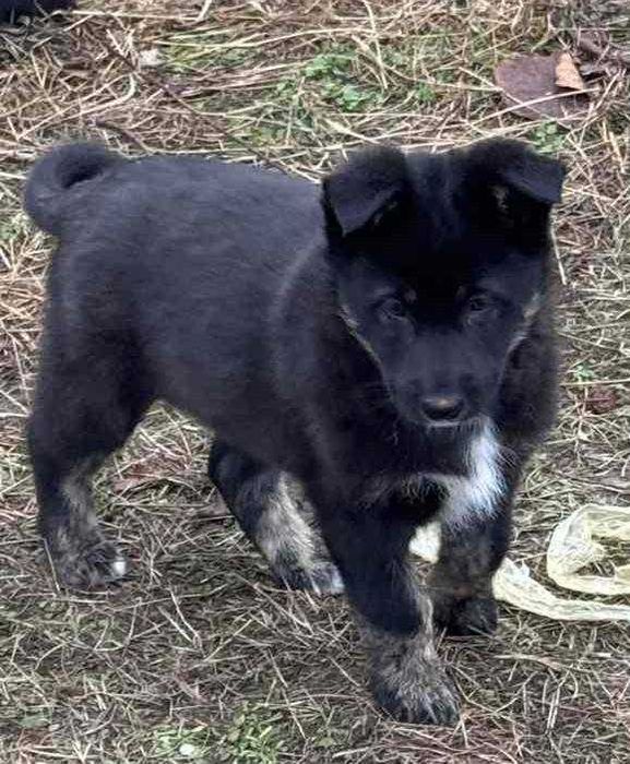 Цуценята в добрі руки