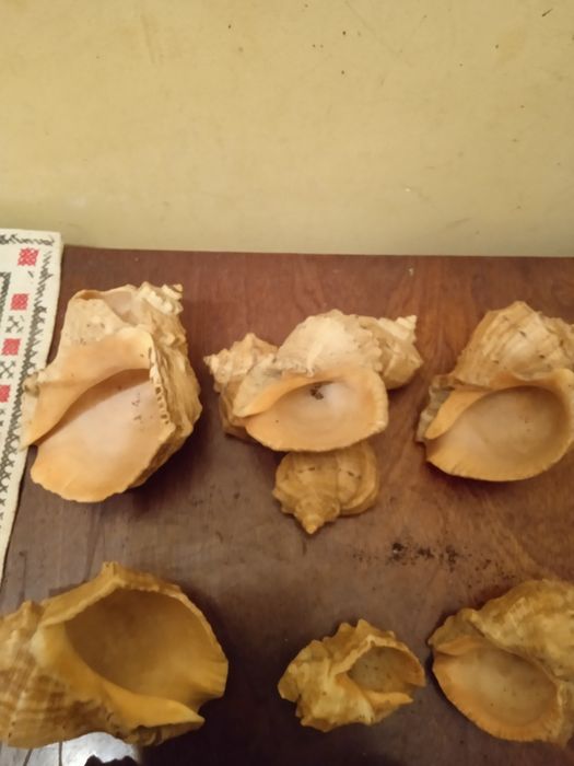 Продаю ракушки ціна 150 грн за всі