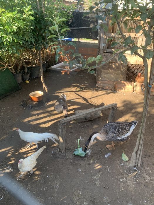 Casal gansos da quiné