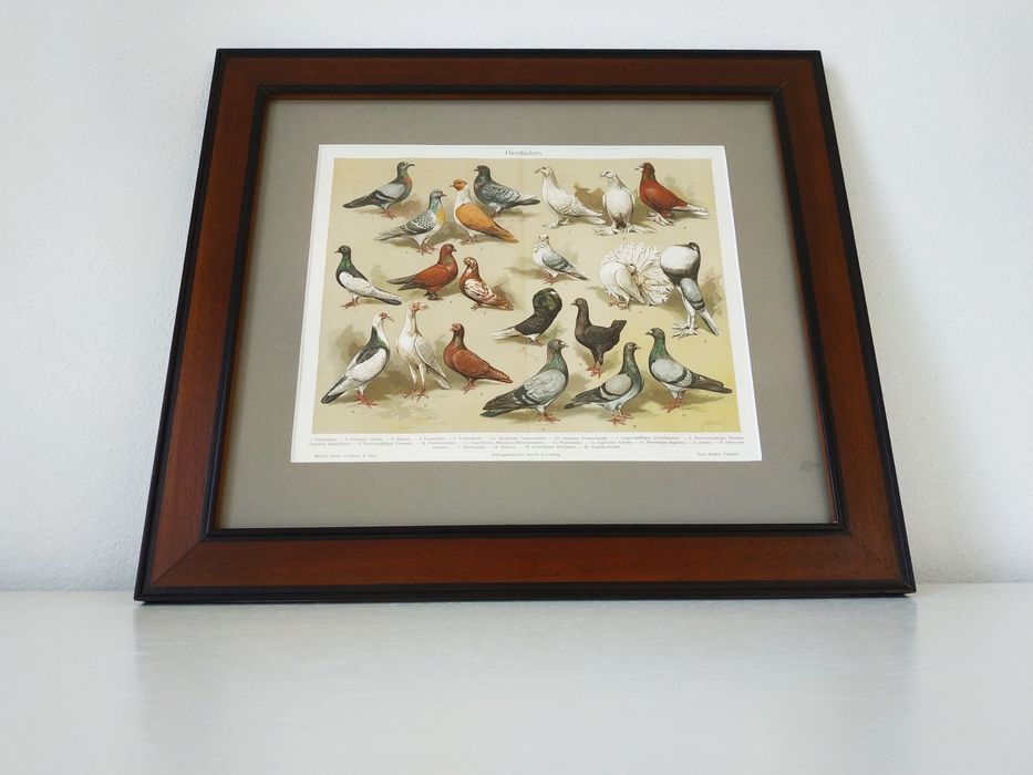 Raro! raças de pombos 1908