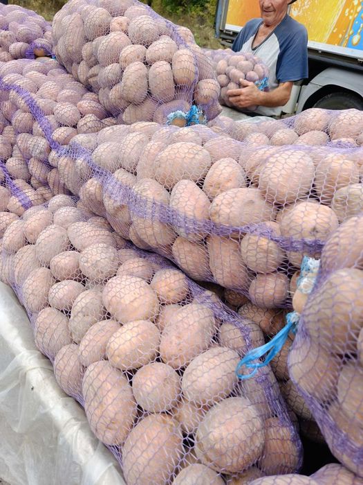 Картопля велика та насінна оптом доставка