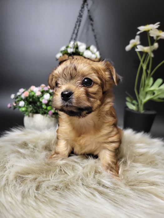 Дівчинка йоршерський терєр в забарвленням Голдаст