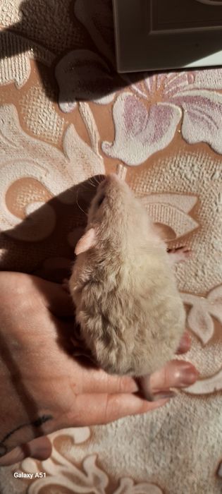 Крыса рекс девочка дамбо