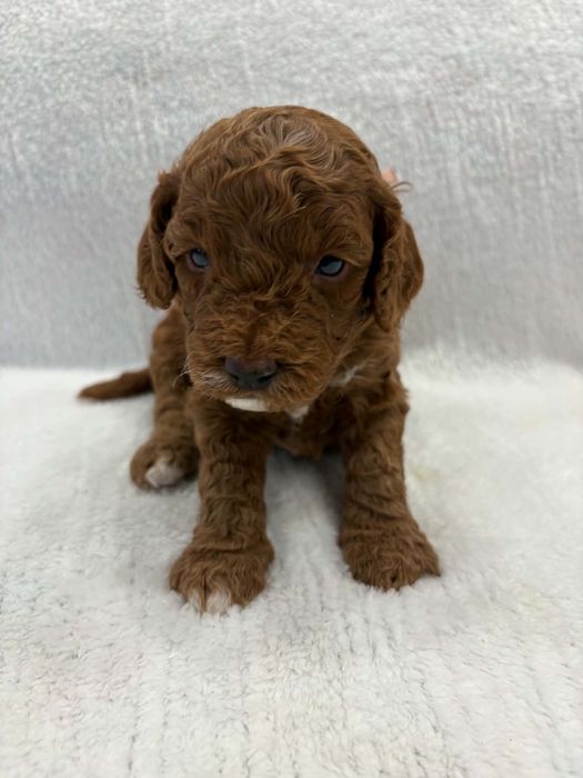 Piekne szczeniaki Cavapoo