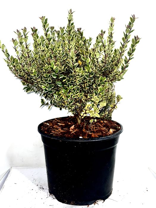 Мирт. Доставка по Україні.