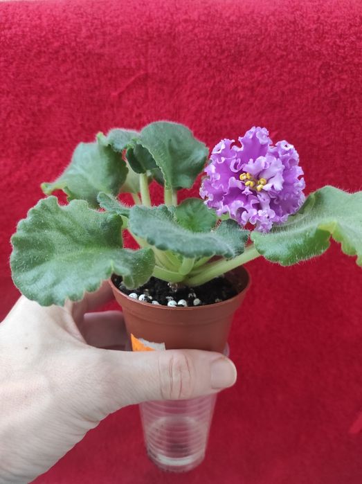 Фіалка сенполія квітуча,рожева з рюшами
