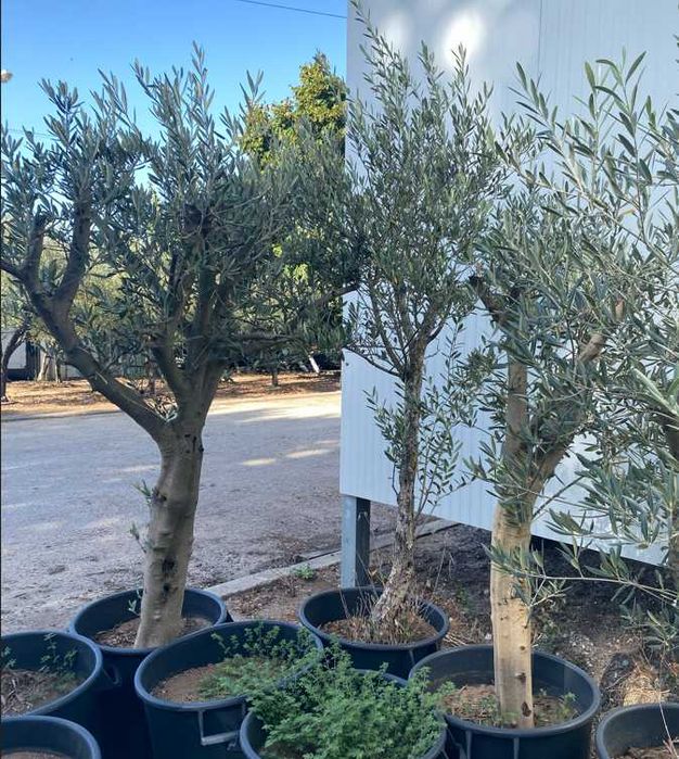 Oliveiras em vaso