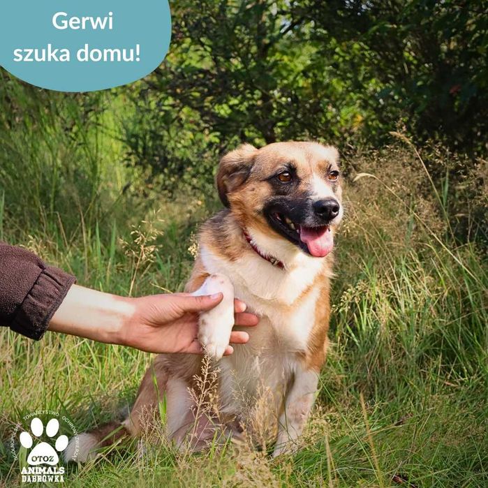 Gerwi szuka kochającego domu!