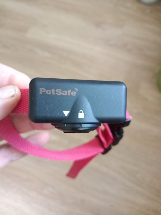 Електронний ощейник