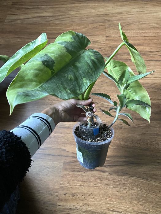 Philodendron Jose Buono