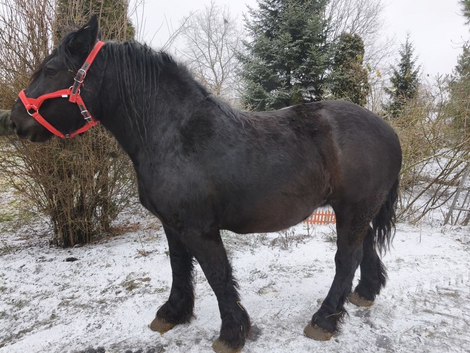 Sprzedam kobyłę Kobyła