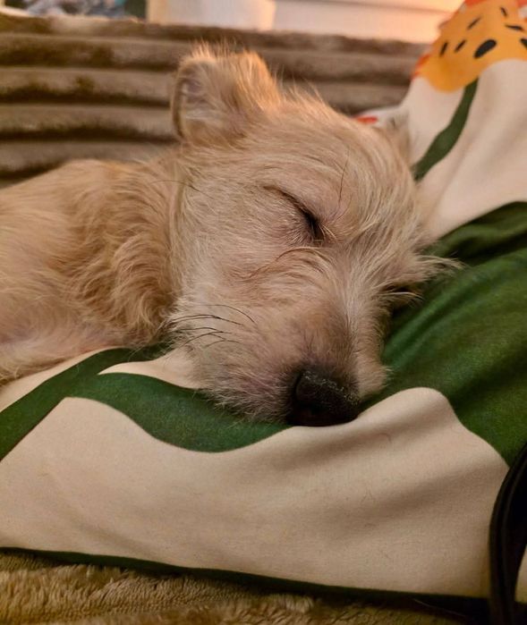 Szczeniak piesek 4- 5 m-cy szuka domu