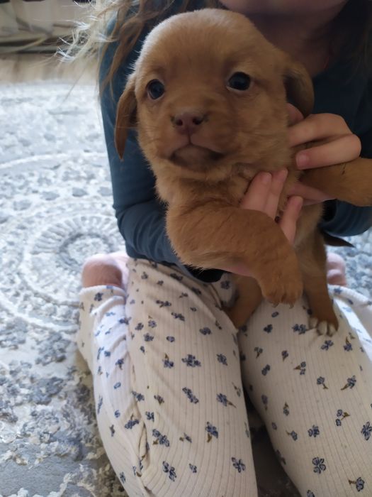 Віддаємо дівчинку